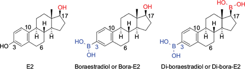 Figure 6 Boron-containing E2 molecules may be more effective than E2 for neuroprotection.