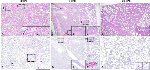 Figure 3. Histological features and tropism of mink-derived H5N1 clade 2.3.4.4b influenza virus in pigs. Histologically, pulmonary lesions were characterized by necrotizing to lymphohistiocytic bronchointerstitial pneumonia. At 3 DPC (A and B), multifocal bronchopulmonary segments were characterized by bronchiolar epithelial cell necrosis (A, inset 1) and associated areas of pulmonary parenchyma with expanded alveolar septa infiltrated by lymphocytes and histiocytes and alveolar epithelial necrosis (A, inset 2). Influenza A virus NP intracytoplasmic antigen was detected within bronchiolar epithelial cells (B, asterisk), pneumocytes and alveolar macrophages (B, inset). Intranuclear viral antigen was typically detected within infected epithelial cells. Similar but more extensive and severe histological changes were noted at 5 DPC (C and D), with similar alveolar (C, inset 1) and bronchiolar (C, inset 2) alterations. Influenza A virus NP antigen was more abundant but had a similar cellular distribution compared to 3 DPC (D and insets 1 and 2). At 21 DPC, the airway epithelia had mostly repaired but multifocal areas of interstitial inflammation persisted (E, inset). Only sporadic epithelial cells contained viral antigen at this timepoint (F and insets). Magnifications of images: 12.5X for 3C and 3D, 20X for 3E, 40X for 3A and 3F, and 100X for 3B. Magnifications of inserts: 40X for 3C and 3E, 200X for 3A and 3D, and 400X 3B and 3F.