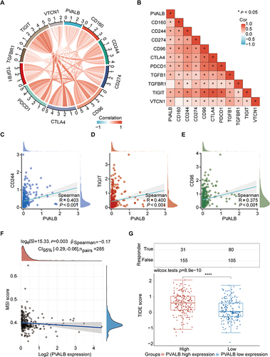 Figure 9 Role of PVALB in immunotherapeutic response. (A) Chordal plot demonstrated the overall connection between PVALB and immune checkpoint genes (B) Heatmap displayed the specific relationship between PVALB expression and 10 immune checkpoint genes (C–E) Scatter plots showed the correlation between PVALB expression and CD244, TIGIT, CD96 (F) Association between PVALB expression and MSI score (G) Box plot demonstrates the difference in TIDE score between high and low PVALB expression groups.(****p < 0.0001, *p < 0.05).