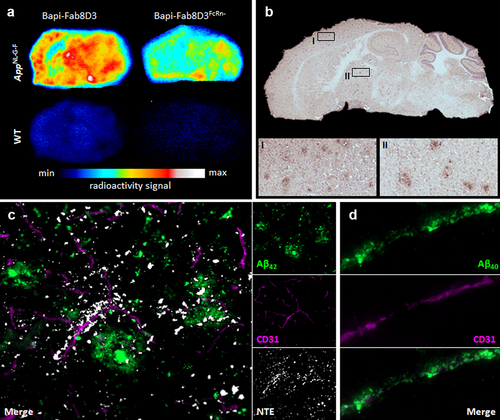 Figure 5. Post mortem analyses of antibody brain retention 24 h after injection. A. Representative images of ex vivo autoradiography illustrating the distribution of [125I]I-Bapi-Fab8D3 and [125I]I-Bapi-Fab8D3FcRn- in sagittal brain sections from AppNL-G-F and WT mice at 24 h after antibody injection. B. Immunostaining of total Aβ (3D6) in AppNL-G-F brain with squares indicating magnified areas of abundant Aβ pathology in cortex (I) and thalamus (II). C. Nuclear track emulsion autoradiography (NTE; white puncta) in combination with immunofluorescent staining of Aβ42 (green) and endothelial cell marker CD31 (pink), 24 h after injection of [125I]I-Bapi-Fab8D3FcRn- in AppNL-G-F mice, showing antibody retention along vessels and around Aβ deposits. D. Immunofluorescent staining of AppNL-G-F mouse brain with CD31 (pink) and Aβ40 (green) demonstrating abundant Aβ40 deposition along a brain vessel.
