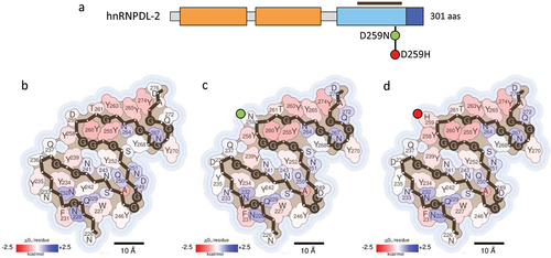 Figure 4. Impact of hnRNPDL-2 disease-associated mutations on fibril stability. (a) domain organization of hnRNPDL-2. The residues covered by the amyloid core in the cryo-EM hnRNPDL-2 fibril structure (PDB 7ZIR) [Citation25] are indicated with a brown bar. (b-d) stabilization energy maps of the amyloid fibrils formed by the WT (b) and their corresponding disease-associated mutants D259N (c) and D259H (d). The structures are colored according to the energy values, as described in figure 2. In (a-d), the nature of the disease-associated mutations is indicated with green (stabilizing) or red (destabilizing) filled circles.
