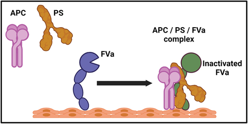 Figure 3. The enhancement of activated protein C with cofactor protein S and FVa. the efficiency of APC is significantly increase in the presence of protein S and FVa together. The recruitment of APC to the phospholipid surface required for FVa and the efficiency of APC increased in the presence of both PS and FVa. The formation of APC/PS/FVa complex is crucial for the regulation of coagulation mechanisms.