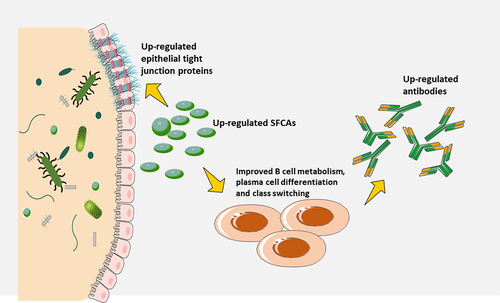 Figure 6. Microbiota-derived metabolites modulate immune responses.
