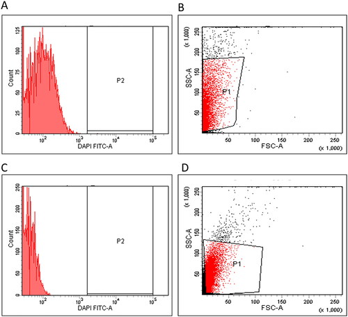 Figure 3. Flow cytometric charts representing the impact of the fungal extract on the membrane potential were (A) histogram, (B) dot plot (fluorescent gap = 85.5%) before treatment, (C) histogram and (D) dot plot (fluorescent gap = 37.2%) after treatment.