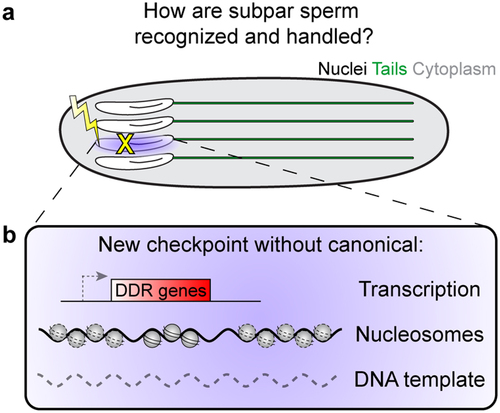 Figure 2. Potential solution to spermiogenesis challenges. (a) If developing sperm are damaged during spermiogenesis, how are they be detected and what is their fate? (b) We propose that a novel checkpoint could exist that does not rely on canonical transcription-based responses, nucleosomes and histone modifications, or a second DNA template.