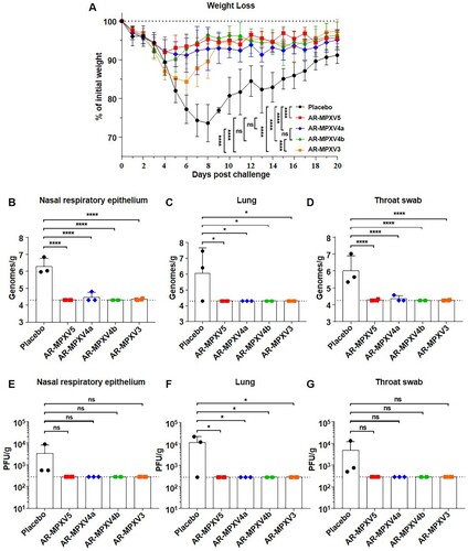 Figure 4. Multicomponent mRNA vaccine protects mice from VACV challenge. (A) Groups of mice immunized with mRNA vaccine or placebo were intranasally challenged with 106 PFU of VACV. Weight changes were monitored for 20 days post infection. (B–D) Viral genome copies in nasal respiratory epithelium (B), lung (C) and throat swab (D) were determined by qPCR. (E–G) VACV titres in nasal respiratory epithelium (E), lung (F) and throat swab (G) were measured using standard plaque assay in BSC-1 cells. Data are shown as mean ± SEM. Significance was analysed by one-way ANOVA or two-way ANOVA with multiple comparisons tests (ns, not significant, ns, not significant, *p < 0.05, ****p < 0.0001).
