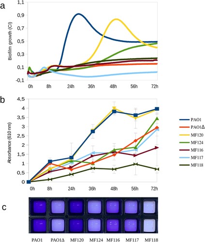 Figure 1. Biofilm formation capacity of seven P. aeruginosa strains as quantified by impedance-based measurements in xCELLigence (a) and by Crystal Violet (CV) staining (b, c). Panel b represents the absorbance of released CV at 0, 8, 24, 36, 56 and 72 h, where higher absorbance indicates larger biofilm growth. Panel c depicts biofilm formation in ibiTreat 96-well plates at 36 h, where more intense colour reflects larger biofilm mass. Bacterial strains used in the experiment are indicated in the legend and include a mutant of PAO1 strain with impaired biofilm formation. Data are the means of three biological replicates.