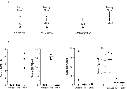 Figure 2. DMPA and N-IVR similarly dampen HPO axis function. a) Timeline for collecting genital biopsy tissue and blood from study animals. b) Left two panels display mean serum levels of MPA and ENG (before and after initiating DMPA or N-IVR); right two panels show comparable mean serum levels of endogenous P4 and E2 in DMPA- and N-IVR-treated RM. DMPA, depot-medroxyprogesterone acetate; E2, estrogen; ENG, etonogestrel; N-IVR, re-sized NuvaRing®; MPA, medroxyprogesterone acetate; P4, progesterone; RM, rhesus macaques.