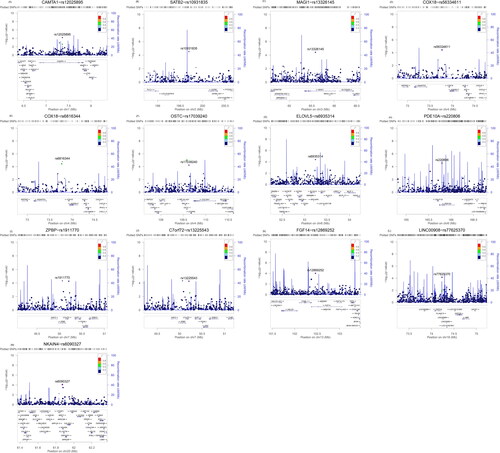 Figure 6. Regional plots for the sex-specific SNPs associated with COPD showing their respective genomic locations (A) rs12025895 in CAMTA1 gene. (B) rs10931835 near SATB2 gene. (C) rs13326145 in MAGI1 gene. (D) rs56334611 near COX18 gene. (E) rs6816344 near COX18 gene. (F) rs17039240 near OSTC gene. (G) rs6935314 near ELOVL5 gene. (H) rs220806 in PDE10A gene. (I) rs1911770 in ZPBP gene. (J) rs13225543 near C7orf72 gene. (K) rs12869252 in FGF14 gene. (L) rs77625370 near LINC00908 gene. (M) rs6090327 in NKAIN4 gene.