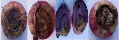 Plate 1. Onion bulbs showing various symptoms of basal rot diseases