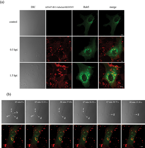 Figure 6. Rab5 is highly correlated with NNV induced vacuolar fusion (a) the obvious colocalization between Rab5 and vacuoles bearing RGNNV. GS cells transfected with pEGFP-Rab5 were incubated with AF647-B11-labelled RGNNV at 4 °C for 20 min and then immediately transferred to 28 °C to initiate infection. The cells were fixed with 4% paraformaldehyde at 0.5, 1.5 hpi. GS cells transfected with pEGFP-Rab5 were used as the control. (b) The real-time tracking of dynamic fusion of early endosomes bearing RGNNV. GS cells transfected with pEGFP-Rab5 were incubated with AF647-B11-labelled RGNNV and images captured by CLSM. Red fluorescence represented RGNNV, and green fluorescence represented Rab5. Scale bar = 5 μm.