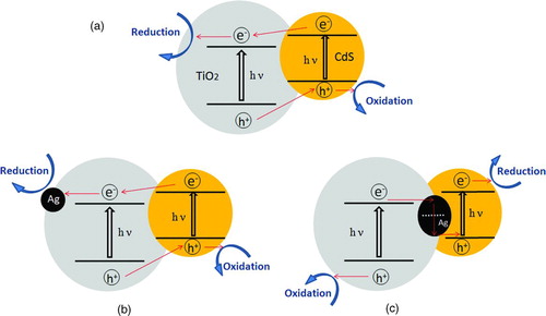FIGURE 9 Schematic illustration of charge transfer in nanojunction systems. (a) CdS/TiO2 two-component nanojunctions prepared by photodeposition and precipitation (CdS/TiO2 and CdS/TiO2-R); (b) CdS/Ag/TiO2 three-component nanojunction prepared by precipitation method (CdS/Ag/TiO2-R); (c) CdS/Ag/TiO2 three-component nanojunction prepared by photodeposition method (CdS/Ag/TiO2). (Figure provided in color online.)