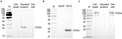 Figure 3. HylS’ is a secretory protein. The subcellular localization of HylS’ was determined by immunodetection of different components of bacteria. (a) Cell lysates, secreted proteins, and cell wall components were prepared from S. suis SC19 and subjected to western blot analysis using mouse anti-HylS’ polyclonal antibody, followed by HRP-conjugated goat-anti-mouse IgG. The band showed the size of protein HylS’ (27 kDa). (b) The secreted proteins of SC19 and the mutant ΔhylS’ were prepared and subjected to western blot analysis using mouse anti-HylS’ polyclonal antibody, followed by HRP-conjugated goat-anti-mouse IgG. The band showed the size of protein HylS’ (27 kDa). (c) The known cell wall anchored protein SntA was used as a control. Cell lysates, secreted proteins and cell wall components were prepared from S. suis SC19 and subjected to western blot analysis using mouse anti-SntA polyclonal antibody, followed by HRP-conjugated goat-anti-mouse IgG. The bands showed the size of SntA (91 kDa).