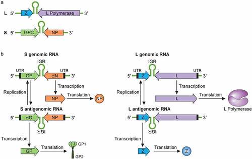 Figure 2. Mammarenaviral RNA genome structure, replication, transcription and gene expression strategies. (a) The bisegmented genome of arenaviruses (e.g., LASV) contains two genomic RNA segments that code for four known viral proteins in an ambisense coding strategy. Each genome segment contains two open reading frames that encode two gene products separated by a noncoding intergenic region (IGR) that forms stable hairpin RNA structure(s). The L segment is ~7.2 kb and codes for the L protein and the Z protein, while the S segment is ~3.5 kb and codes for the viral glycoprotein precursor (GPC) and NP proteins. (b) Mammarenaviral RNA replication, transcription and gene expression strategies. The L polymerase, together with NP, transcribes negative-sense genes (NP and L genes) starting at the 3ʹ untranslated region (UTR) toward the noncoding intergenic region (IGR) of the S genomic and L genomic RNAs in order to generate the viral L and NP mRNAs, respectively, from which the viral NP and L proteins are translated. Occasionally, the L polymerase, together with NP, continues RNA synthesis past the IGR to generate complementary S antigenomic RNA and L antigenomic RNA, which are used as templates to transcribe the GPC and Z mRNAs for translation into the respective viral proteins GPC and Z. GPC is post-translationally modified and processed by cellular proteases into GP1, GP2 and SSP protein subunits, which are incorporated into the cellular surface membrane where they interact with the viral Z protein and the viral ribonucleoprotein complex that consists of the viral NP, L and viral genomic RNAs for viral assembly and budding. The S and L antigenomic RNAs are used as templates by the viral L polymerase and NP to synthesize the full-length S and L genomic RNAs for incorporation into the viral RNPs for packaging into the newly formed virion particle