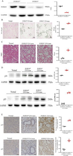 Figure 3. FOXO3 deletion accelerates COPD development. (A) Decrease in FOXO3 protein concentration in lung lysates (n = 6). (B) More severe airway epithelial cell senescence was discovered in FOXO3-/- mice than in FOXO3ctl mice. (SA-β-gal staining, n = 5) (scale bar= 100 μm). (C) Loss of FOXO3 contributed to the enlargement of the airspace caused by CS exposure for 6 months (scale bar = 100 μm). (D) Using anti-p16 and anti-p21 antibodies, western blotting was performed using lung homogenates from healthy mice and mice exposed to CS for 6 months (FOXO3-/-, FOXO3ctl). The data of densitometric analysis of the results of western blotting are averaged (±SEM) and shown in the bottom panel (n = 6). (E) Immunohistochemical staining of p16 and p21 in control mice and mice exposed to CS for 6 months (FOXO3-/-, FOXO3ctl) (scale bar = 100 μm). The proportion (average ± SEM) of airway epithelial cells that were positively stained is shown in the bottom panel (*p < 0.05, FOXO3-/- versus FOXO3ctl). Statistical significance was assessed via a two-tailed Student’s t-test (A–E).