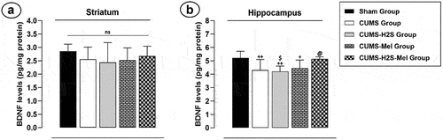 Figure 7. Effects of H2S (5.6 μmol/kg) and Melatonin (1 mg/100 g) on BDNF levels of rats exposed to CUMS: (a) striatum (b) hippocampus. Mean ± SD (n = 7). +P < 0.05, ++P < 0.01 vs Sham group; @P < 0.05 vs CUMS group; $ p < 0.05 vs CUMS-H2S-Mel group; ANOVA/Post hoc (Tukey test).
