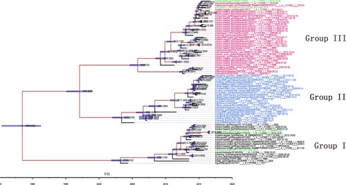 Figure 1. Temporally structured maximum-clade-credibility phylogenetic tree (years on the horizontal axis) of the HA gene of H13 AIVs. All H13 subtype strains were obtained from a public database. Both isolates (DZ137 and ZH385) used in this study, other isolates collected in China (A/black-tailed_gull/Weihai/115/2016 [H13N2], and A/black-tailed_gull/Weihai/17/2016 [H13N8]) are coloured green. The Bayesian posterior probabilities by which the associated taxa clustered together are shown next to the branches.