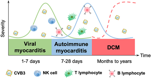 Figure 2. Temporal stages of CVB3-induced myocarditis. The first stage occurs when the virus enters into the host and translocates to the myocardium, causing various cellular responses and activating the host’s innate immunity for 1–7 d (green solid curve). The cellular and humoral responses lead to autoimmune-mediated damage in the second stage, with T lymphocyte infiltration cresting at 7–14 d, which typically lasts 7–28 d (blue solid curve). In certain patients, the inflammation fades as myocardial damage diminishes; nevertheless, in others, the virus stays in the body for months or years, giving rise to chronic inflammation and DCM (the third stage, red dotted curve).