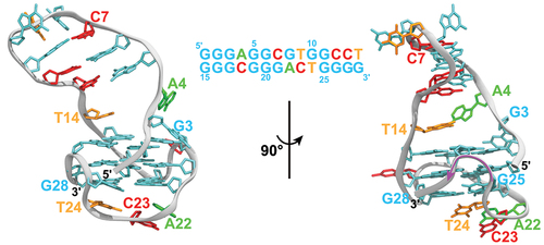 Figure 5. The G-quadruplex conformation from LTR-3. Two snapshots of a G-quadruplex DNA structure from the LTR-3 along with the sequence of the LTR-3 domain are shown. DNA is depicted in a ribbon representation (gray); guanine, adenine, thymine, and cytosine bases are depicted in cyan, green, orange, and red stick representations, respectively. A pink arrow in the right panel follows the V-shape of the 3′-end loop.
