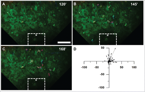 Figure 4. Tumor cells do not migrate toward an iNANIVID loaded with hydrogel that does not contain EGF. Timelapse multiphoton microscopy was performed with an iNANIVID that did not contain a chemoattractant as a control. Experimental procedure was the same as that of Figure 3. An approximate outline of the top surface of the iNANIVID (see Fig. 1A) at the bottom of the image has been overlaid for clarity (white). (A) Image taken 120 minutes post iNANIVID insertion. Since cell movement was random and to a lesser extent than in the EGF experiments, the 20 most motile cells in the timelapse were chosen for tracking. Scale bar = 100 µm. (B) At 145 minutes, most cells have moved less than 20 µm with no directional trend toward the iNANIVID. (C) At 168 minutes, only random migration is observed and most cells have moved less than 20 µm. (D) Vector plot showing displacement of 46 tumor cells after 51 minutes have elapsed. (D) Vector plot showing displacement of 46 tumor cells (from 3 experiments) after 51 minutes have elapsed.