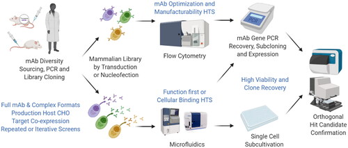 Figure 1. Applications and Opportunities (in blue) for mammalian libraries in antibody engineering and hit discovery. Libraries from precious diversities such as elite responders can be cloned in desired therapeutic formats and produced in display or secretion mode for repeated interrogation by flow cytometry or microfluidics, respectively. Hit candidate recovery by PCR gene amplification & transient re-production or single cell sub-cultivation enable secondary hit confirmation. Mammalian libraries offer several advantages for each step highlighted in blue and discussed in the main text.