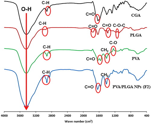 Figure 5. FTIR spectrum of free CGA, PLGA 50:50, PVA and PVA/PLGA NPs (F2).