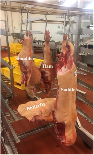 Figure 2. A makeshift ‘MFC meat rack’ with the primals resulting from an MFC slaughter: Shoulder × 2, ham × 2, butterfly and saddle.