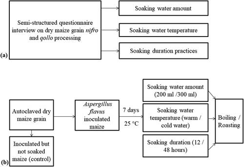 Figure 2. Flow chart of the study design (a) survey on the practices of boiled dry maize (nifro) and roasted dry maize (qollo) processing in the study areas (b) laboratory experiment procedure onto Aspergillus flavus inoculated maize viz. soaking in sterilized distilled water and then boiling in sterilized distilled water or soaking in sterilized distilled water and then roasting based on the study areas practice.
