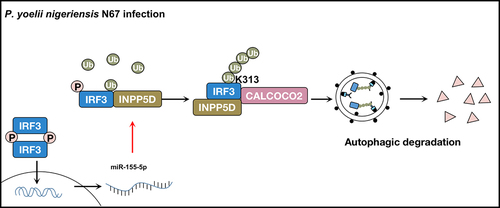 Figure 1. A proposed working model to illustrate the negative feedback loop of IFN-I signaling generated by IRF3-miR-155-INPP5D-CALCOCO2 axis in anti-malarial immunity. During P. yoelii nigeriensis N67 infection, INPP5D interacts with phosphorylated IRF3 and enhances K63-linked poly-ubiquitination of IRF3 at K313, thereby stabilizing the interaction between IRF3 and its selective autophagy receptor CALCOCO2. Binding between INPP5D, IRF3, and CALCOCO2 strengthens the autophagic degradation of activated IRF3, depleting IFN-I responses against P. yoelii infection. Additionally, IRF3-dependent IFN-I response activated by P. yoelii gDNA and RNA induces miR-155-5p expression to downregulate INPP5D, acting as a negative feedback loop between IFN-I signaling and autophagy.
