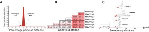 Figure 1. Topological and genetic reconciliation of Mamastrovirus genus. (A) Representation of PAirwise Sequence Comparison (PASC) results obtained from the frequency distribution of pairwise distances for all 521 sequences using the SDT analysis (Supplementary material Figure S2). Cut-off values for each genetic division are indicated, denoting groupings of the same genotype level at 35% and different species values higher than 45%. (B) Genetic distances for seven main lineages obtained when grouping the strains into each redefined designation, now as distinctive species within the Mamastrovirus genus. (C) Maximum likelihood tree based on the whole genome of all 521 non-redundant genomes available at GenBank, the best-fitted model to infer the phylogenetic relationship used was the SYM + R10; the red dots indicate the seven main lineages with a genetic distance higher than 45% (Supplementary material Figure S1).
