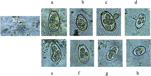 Figure 3. Shape and size characteristics of Eimeria oocysts used in differentiation. a. E. stiedae, b. E. intestinalis, c. E. magna, d. E. coecicola, e. E. piriformis, f. E. irresidua, g. E. media, and h. E. perforans. The scare bar of 50 µm applies to all images.