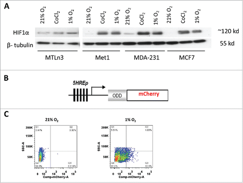 Figure 1. MDA-MB-231 and MET1 cell lines are suitable to use with the hypoxia reporter. (A) Western blot with anti-HIF1α and anti-β-tubulin for MTLn3, MDA-MB-231, MCF7 and MET1 breast tumor cells in normoxia, 0.2 mM CoCl2 and 1% O2 culturing conditions. Cells were cultured at test conditions for 20 hours before being lysed. (B) Schematic representation of 5HRE-ODD-mCherry hypoxia reporter plasmid construct. (C) Representative FACS sorting plots for mCherry positive hypoxic MET1-5HREODD mCherry cells at the 3rd cycle of FACS sorting. Left panel shows cells under normoxic culturing conditions as a gating control. Right panel shows cells cultured under 1% O2, 5% CO2, and 94% N2 for approximately 20 hours. The top 10% mCherry positive cells from the 1% O2 cultured cells were collected.