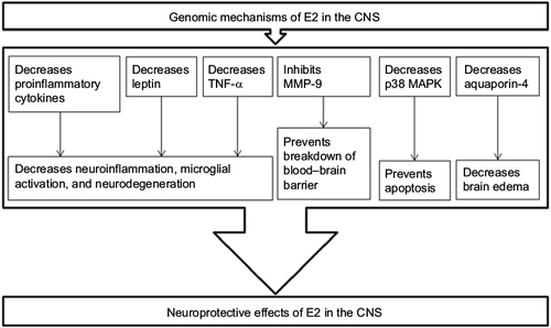Figure 3 E2 has genomic signaling mechanisms for modulation of expression of various proteins for its neuroprotective effects in the CNS.