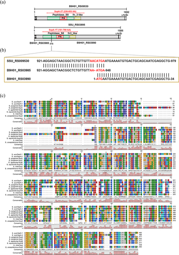 Figure 1. Bioinformatics analysis of S. suis SspA-1 and SspA-2. (a) Diagrams illustrating the structure features of SspA-1 and SspA-2. Both SspA-2 and SspA-1 contained subtilisin-like serine peptidase typical domains: peptidase S8 family Streptococcal C5a peptidases domain (Peptidase_S8, SspA-1_Peptidase_S8: 156-638 a.a., SspA-2_Peptidase_S8: 237-722 a.a.), fibronectin type-III domain (fn3_like, SspA-1_fn3_like: 652-762 a.a., SspA-2_ fn3_like: 737-852 a.a.), protease associated (PA) domain located at Peptidase_S8 domain existed in proteins like Streptococcus pyogenes C5a peptidase and cell wall-anchored motif LPXTG at the end of C-terminus. SP: signal peptide. Truncated SspA-1T and SspA-2T were showed as red colour. (b) Representation of SspA-1 coding genes, B9H01_RS03985 and B9H01_RS03990 in S. suis SC-19. Incorrect annotation of the gene encoding the SspA-1 occurred due to a cytosine deletion causing a premature stop codon, resulting in the emergence of two ORFs: B9H01_RS03985 and B9H01_RS03990, in S. suis SC-19, distinct from SSU_RS009530 in S. suis P1/7. (c) Multiple Sequence Alignment of SspA-1 and SspA-2 with known Streptococcal C5a peptidases. The sites of Ser/His/Asp catalytic triad are marked above using asterisks (*).