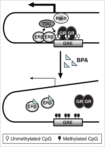 Figure 2. Suggested model for the role of ERβ in the inhibitory effect of BPA on Fkbp5, based on observations in differentiating HT22 cells. In the absence of BPA treatment, ERβ prevents DNA-methylation of CpGs at the glucocorticoid response element (GRE) of the Fkbp5 gene. This might be mediated by ERβ's recruitment of thymine DNA-glycosylase (TDG) that is involved in active DNA demethylation. As a result, a transcriptional complex is formed that can cooperate with upstream promoter regions to mediate Fkbp5 expression by activated GRs.Citation19 However, when the cells are exposed to BPA during differentiation, BPA might disrupt ERβ binding, resulting in no TDG recruitment, DNA hypermethylation and lower Fkbp5 expression. This, translated to the HPA axis, could result in enhanced GR activity.