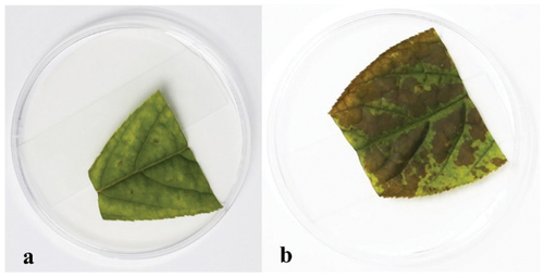 Figure 1. Phytotoxic activities of EtOAc crude extract against leaves of panax ginseng. 75% ethanol (control) (a), the EtOAc crude extract (b).