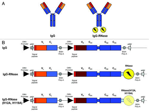 Figure 1. IgG and IgG-RNase constructs. (A) Schematic illustrations of IgG and IgG-RNase, as well as (B) the corresponding gene expression cassettes. In addition to IgG-RNase containing wild type human pancreatic RNase (RNase), a control construct is shown containing enzymatically inactive RNase variant RNase(H12A, H119A). The illustrations are not drawn to scale. attB1–2, BP recombination cloning sites; BGH Poly A, bovine growth hormone poly-adenylation signal; CMV, cytomegalovirus; RNase, human pancreatic ribonuclease; V, C, variable and constant regions of light (L) and heavy (H) IgG chain)