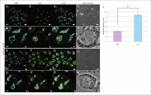 Figure 6. dJmj localization in tTAF mutant line at the late growth stage. (A, E) Staining of spermatocytes with DAPI. (B, F) Immunostaining of testes with the anti-dJmj antibody. (C, G) Merged images are shown. (D, H) Phase contrast images of spermatocytes, (A-D) wild-type male spermatocytes, (E-H) spermatocytes from tTAF mutant line (sa1/TM6B). (A′–H′) Magnified images of each stage. (A′–H′) A nucleus is indicated by arrow and a nucleolus is encircled by dashed line. Scale bar = 10 μm (A-H), 1μm (A′–H′). (I) Quantification of dJmj Noisiness signals in tTAF mutant line. Wild-type that represent in pink bar was localized to nucleolus. tTAF mutant line that represented in blue bar was spread throughout the nucleus. Means of 50 independent measurements on 3 independent preparations are shown. Error bars represent SE. *P < 0.01.