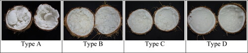 Figure 4. Endosperm diversity of kopyor coconut.