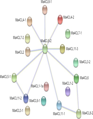 Figure 4. Protein-protein interactions (PPI) of banana 4CL family members. Line thickness indicates the strength of data support.