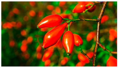 Figure 1 The ripe pseudo fruits, “rose hips”, of Rosa canina. Rose hips are the aggregate fruits of rose plants, composed of enlarged, fleshy, red floral cups, enclosing multiple dry fruitlets (the thin membranes surrounding the individual seeds).