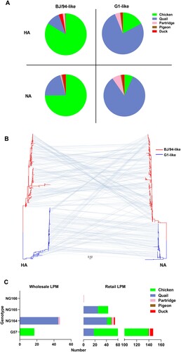 Figure 2. Phylogenetic analyses of H9N2 AIVs. (A) Host distribution of BJ/94-like and G1-like viruses; different colors represent different hosts. (B) Phylogenetic tree showing the HA (left) and NA (right) genes of the isolated H9N2 AIVs. 165 and 145 HA genes belonged to the BJ/94-like and G1-like lineages respectively. 207 and 103 NA genes belonged to the BJ/94-like and G1-like lineages, respectively. Red represents the BJ/94-like lineage and blue represents the G1-like lineage. Gray lines connect the HA and NA genes of the same isolate. (C) Host distribution of different genotypes at different LPMs; different colors represent different hosts.