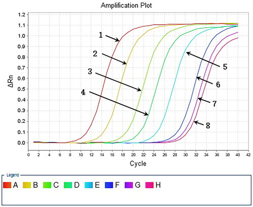 Figure 7. Serial dilution of HAV plasmid DNA detected by qPCR. 1: 107 copies/μl template; 2: 106 copies/μl template; 3: 105 copies/μl template; 4: 104 copies/μl template; 5: 103 copies/μl template; 6: 102 copies/μl template; 7: 10 copies/μl template; 8: water template.