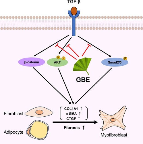 Figure 5. Proposed model illustrating the inhibitory effects of GBE on TGF-β downstream signaling pathways. TGF-β activates various downstream molecules, such as Smad2/3, β-catenin, and AKT, ultimately leading to fibrosis. GBE can modulate these TGF-β downstream signals, thereby inhibiting the fibrotic responses.