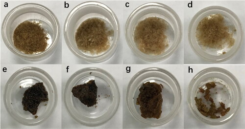 Figure 2. Four maturity stages of Stigma maydis extracts (a, aqueous extract of silking stage; b, aqueous extract of blister stage; c, aqueous extract of milky stage; d, aqueous extract of dough stage; e, ethanolic extract of silking stage; f ethanolic extract of blister stage; g, ethanolic extract of milky stage; h, ethanolic extract of dough stage).