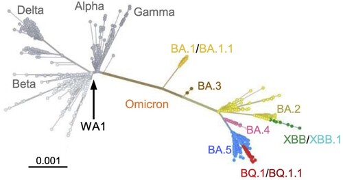 Figure 2. Unrooted phylogenetic tree of Omicron subvariants along with other main SARS-CoV-2 variants [Citation11].