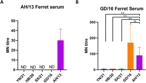 Figure 4. Neutralization of newly emerged H7N9 AIVs by (A) ferret antisera raised against AH/13 and (B) GD/16. The microneutralization assay was performed in MDCK cells with reassortant newly emerged H7N9 AIVs: HB/20, SX/21, YN/21, GD/16 and AH/13 with the HA and NA from H7N9 AIVs and the internal segments from PR8 H1N1 virus. The virus neutralization titre was expressed as the reciprocal of the highest serum dilution at which virus infection is blocked and the cells survive. Data are presented as mean ± SD and analysed by one-way ANOVA followed by Tukey’s multiple comparison test. Error bar = standard deviation. * p < 0.05; “NS” = not significant “ND” = no detection. “MN” = microneutralization.