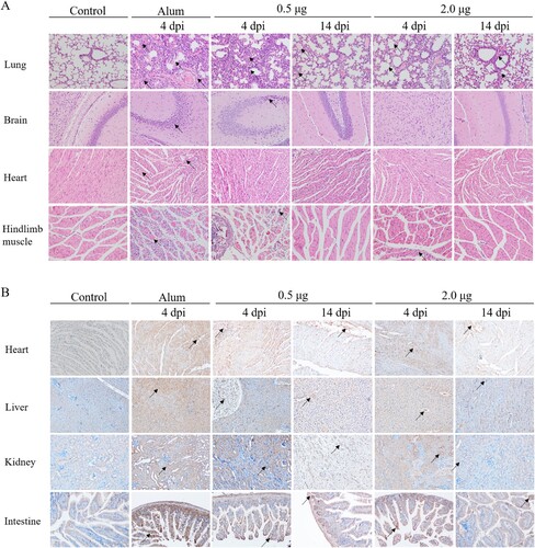 Figure 8. The analysis of the histopathological (H&E) and immunohistochemical (IHC) examination of tissues from immunized-challenged mice (200×). Immunized Kunming mice were inoculated i.p. with CV-A10-M14. The Alum groups were euthanized at 4 days post-challenge, and mice in the vaccinated groups were euthanized at 4 and 14 day-post-challenge. The healthy Kunming mice at the age of 28 days served as the negative control. For the convenience of figure presentation, “days post-challenge” was represented by “dpi.” (A) The lung, brain, heart and hindlimb muscle organs were sectioned and observed. (B) IHC assays for the organs of heart, liver, kidney and intestine were performed using a rabbit polyclonal antibody against CV-A10 whole virus. Black arrows indicated representative pathological damage (A) and expression of viral protein (B).
