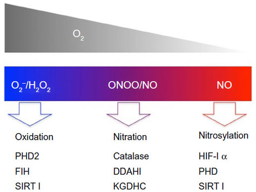 Figure 4 Impact of O2 levels on ROS/RNS signaling.