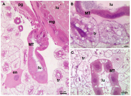 Figure 2 MT of Apis mellifera larvae; Histological sections stained with hematoxylin–eosin.